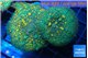 Rhodactis big leaf orange green 2 polyps WYSIWYG acclimaté