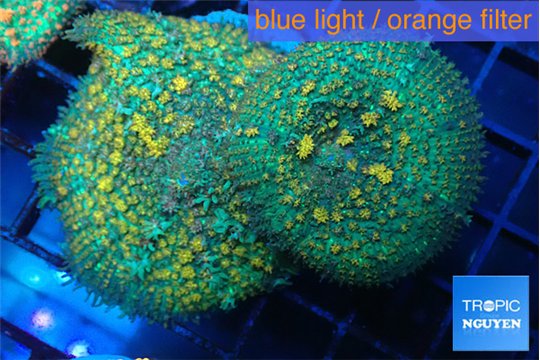 Rhodactis big leaf orange green 2 polyps WYSIWYG acclimaté