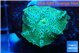 Discosoma green & blue line 1 polyp WYSIWYG acclimaté