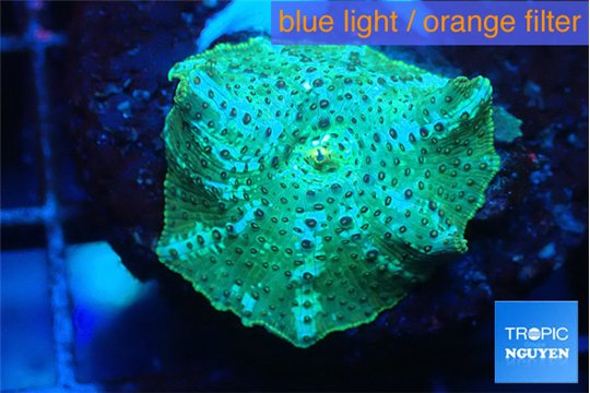 Discosoma green & blue line 1 polyp WYSIWYG acclimaté