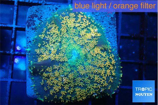 Rhodactis green & orange fusion 3-6 cm WYSIWYG acclimaté