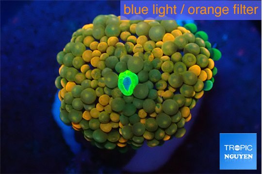 Ricordea floridae rainbow 1 polyp WYSIWYG acclimaté