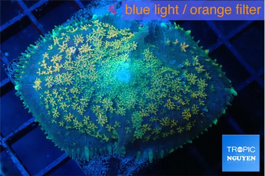 Rhodactis green & orange fusion 3-6 cm WYSIWYG acclimaté