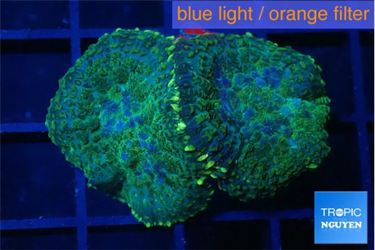 Rhodactis green & blue 2 polyps WYSIWYG acclimaté