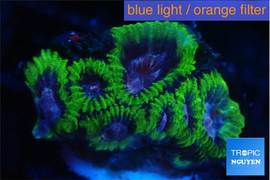 Favia space monkey 2-4 cm WYSIWYG acclimaté