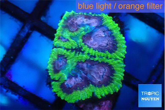 Favia space monkey 2 cm WYSIWYG acclimaté