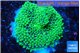 Ricordea floridae green 1 polyp WYSIWYG acclimaté