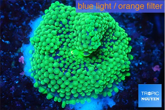 Ricordea floridae green 1 polyp WYSIWYG acclimaté