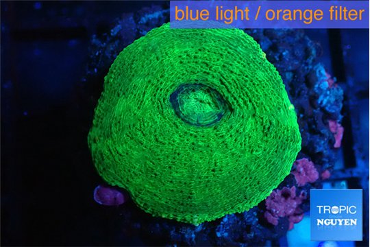 Moseleya green 3-5 cm WYSIWYG acclimaté