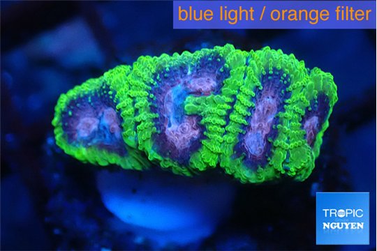 Favia space monkey 2-4 cm WYSIWYG acclimaté