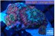Discosoma rainbow 4-5 polyps WYSIWYG acclimaté