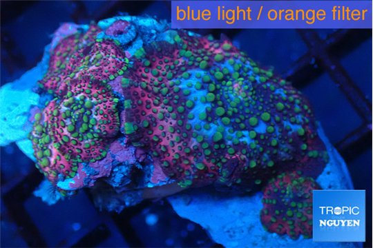 Discosoma rainbow 4-5 polyps WYSIWYG acclimaté