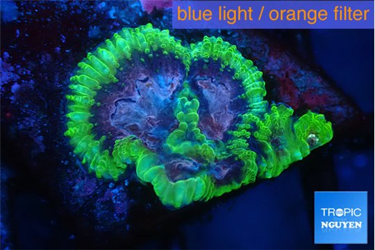 Favia space monkey 2 cm WYSIWYG acclimaté