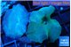 Discosoma deep blue avatar 2 polyps WYSIWYG acclimaté