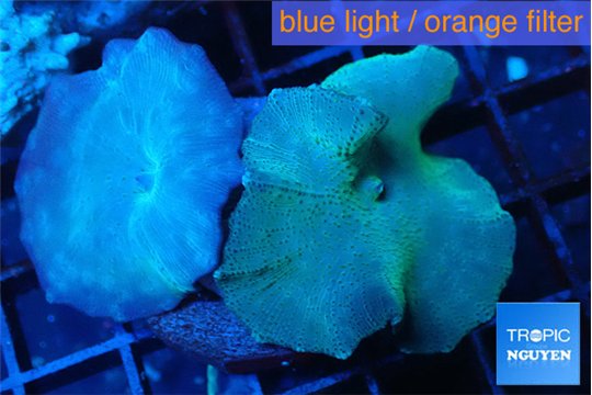 Discosoma deep blue avatar 2 polyps WYSIWYG acclimaté