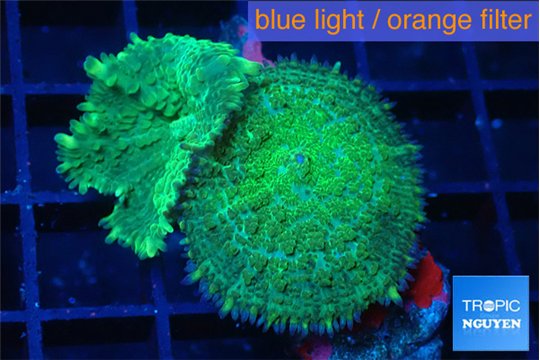 Rhodactis green 2 polyps WYSIWYG acclimaté