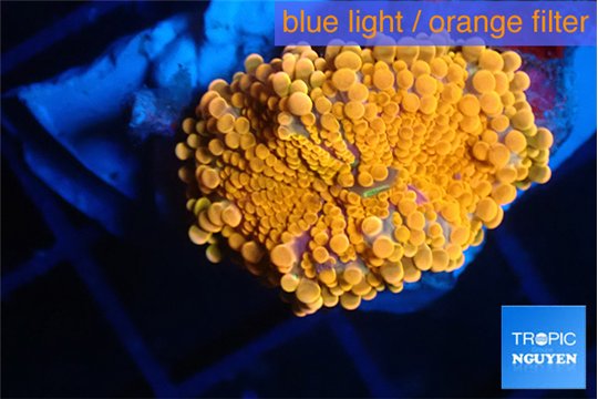 Ricordea yuma neon red 2-4 cm WYSIWYG acclimaté