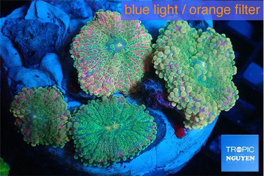 Ricordea yuma rainbow 4 polyps WYSIWYG acclimaté