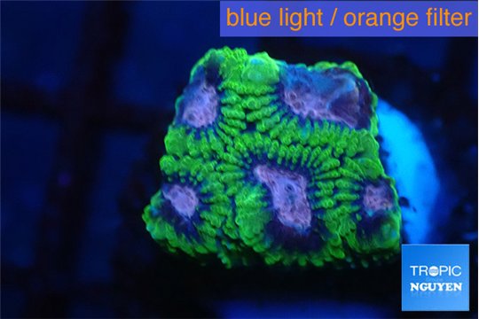 Favia space monkey 2-4 cm WYSIWYG acclimaté