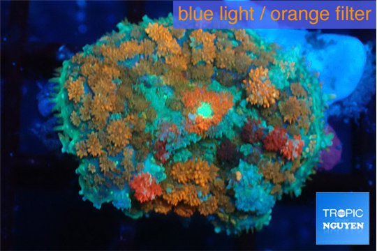 Rhodactis red green premium 3-5 cm WYSIWYG acclimaté