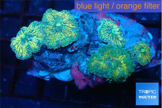 Ricordea yuma gold 5 polyps WYSIWYG acclimaté