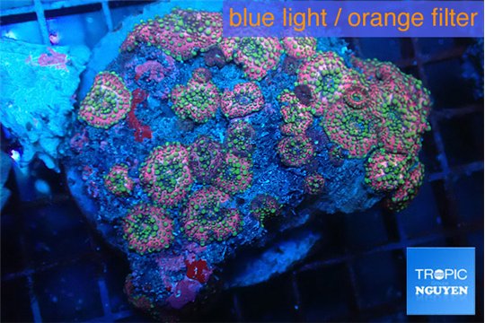 Discosoma rainbow 6-9cm WYSIWYG acclimaté