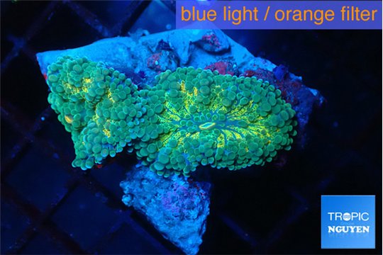 Ricordea yuma green gold 2 polyps WYSIWYG acclimaté