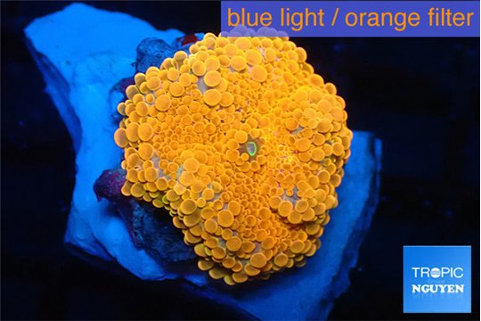 Ricordea yuma neon red 2-4 cm WYSIWYG acclimaté