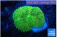 Ricordea floridae green 1 polyp WYSIWYG acclimaté