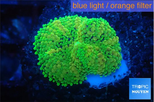 Ricordea floridae green 1 polyp WYSIWYG acclimaté