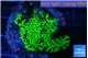 Montipora green 3-4 cm WYSIWYG acclimaté