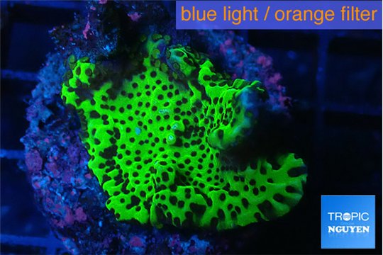 Montipora green 3-4 cm WYSIWYG acclimaté