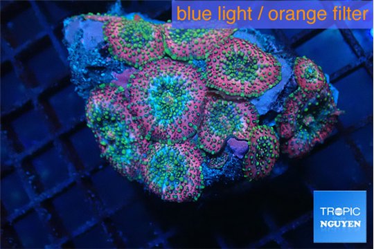 Discosoma rainbow 5-6 cm WYSIWYG acclimaté