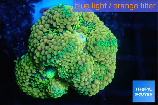 Ricordea floridae green 2 polyps WYSIWYG acclimaté