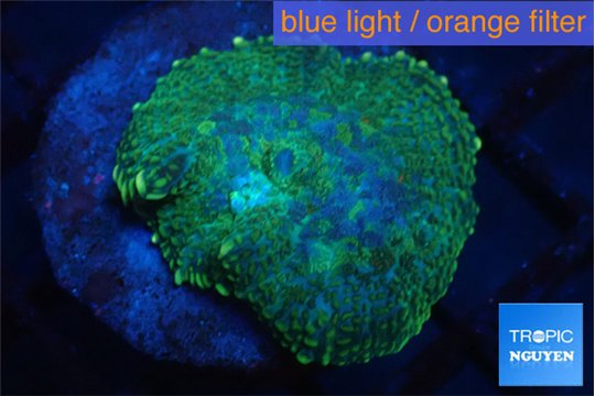 Rhodactis green purple 1 polyp WYSIWYG acclimaté