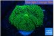 Ricordea floridae green 1 polyp WYSIWYG acclimaté