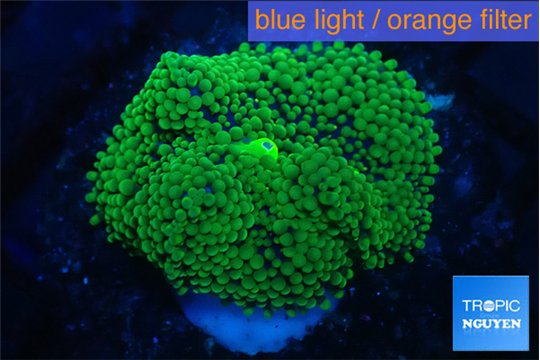 Ricordea floridae green 1 polyp WYSIWYG acclimaté