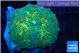 Ricordea yuma green golden 1 polyp WYSIWYG acclimaté