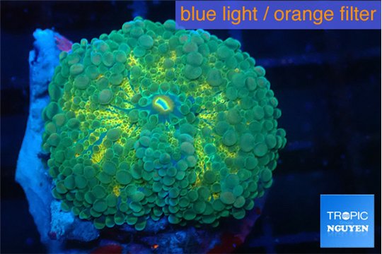 Ricordea yuma green golden 1 polyp WYSIWYG acclimaté