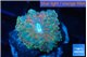 Ricordea yuma gold 2 polyps WYSIWYG acclimaté
