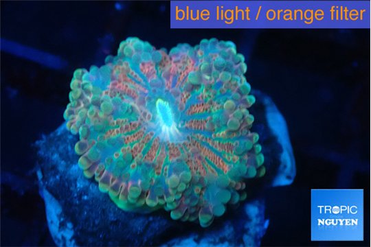 Ricordea yuma gold 2 polyps WYSIWYG acclimaté