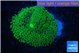Ricordea floridae green 1 polyp WYSIWYG acclimaté