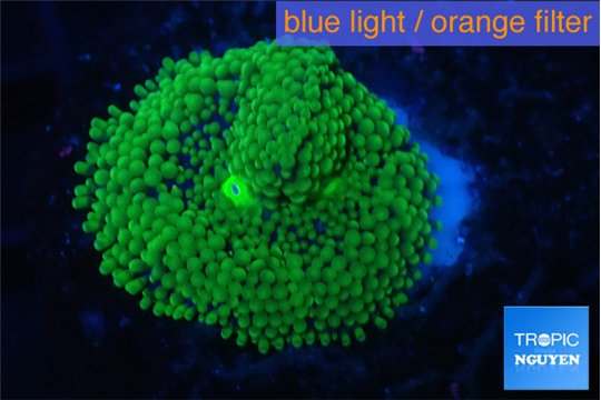 Ricordea floridae green 1 polyp WYSIWYG acclimaté