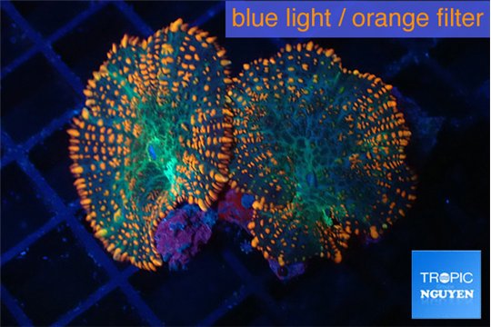 Rhodactis green fire forest 2 polyps WYSIWYG acclimaté
