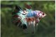 Betta mâle Halfmoon solid color 4-6 cm WYSIWYG acclimaté