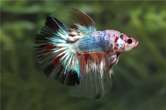 Betta mâle Halfmoon solid color 4-6 cm WYSIWYG acclimaté