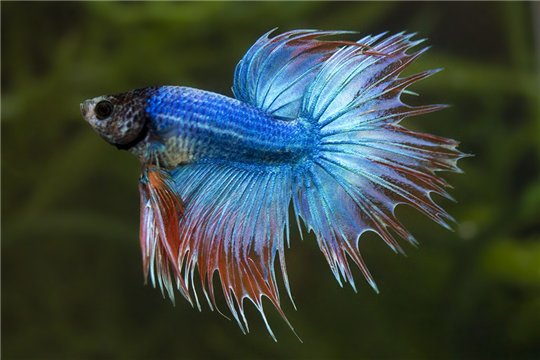 Betta mâle Halfmoon crowntail 4-6 m WYSIWYG acclimaté