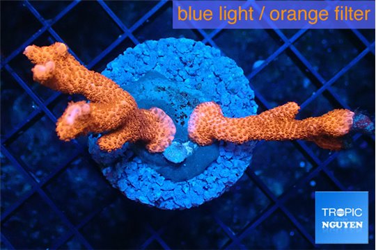 Montipora digitata red devils 3-4 cm WYSIWYG acclimaté