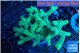 Seriatopora caliendrum neon green 4-7 cm WYSIWYG acclimaté