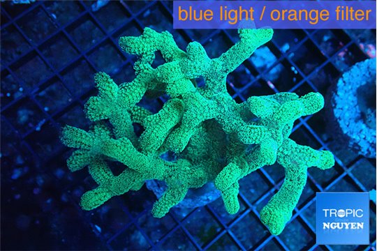 Seriatopora caliendrum neon green 4-7 cm WYSIWYG acclimaté